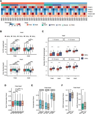 m6A Topological Transition Coupled to Developmental Regulation of Gene Expression During Mammalian Tissue Development